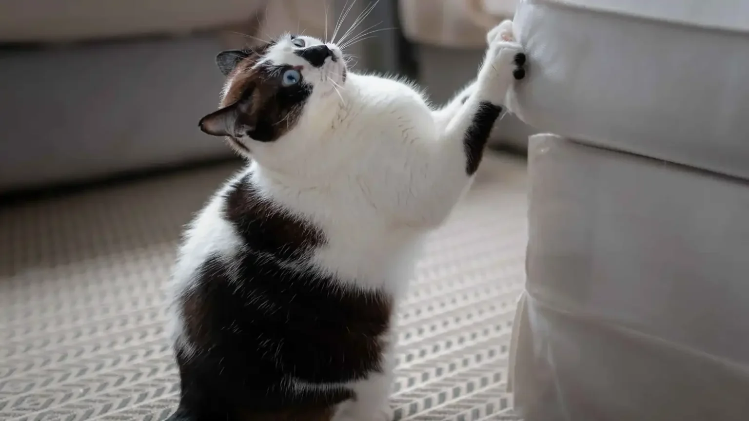 تيك توك يفضح مخاطر غير متوقعة.. خدوش القطط قد تكون مميتة