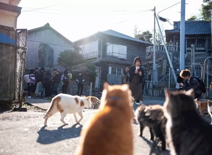 أكثر الأماكن غرابة على وجه الأرض.. جزيرة يسكنها معظمها القطط