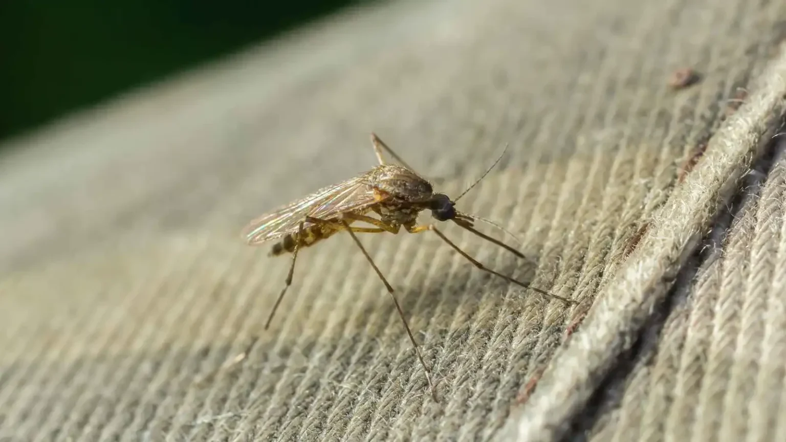 تفشٍ غير مسبوق لأمراض منقولة عبر البعوض في أوروبا