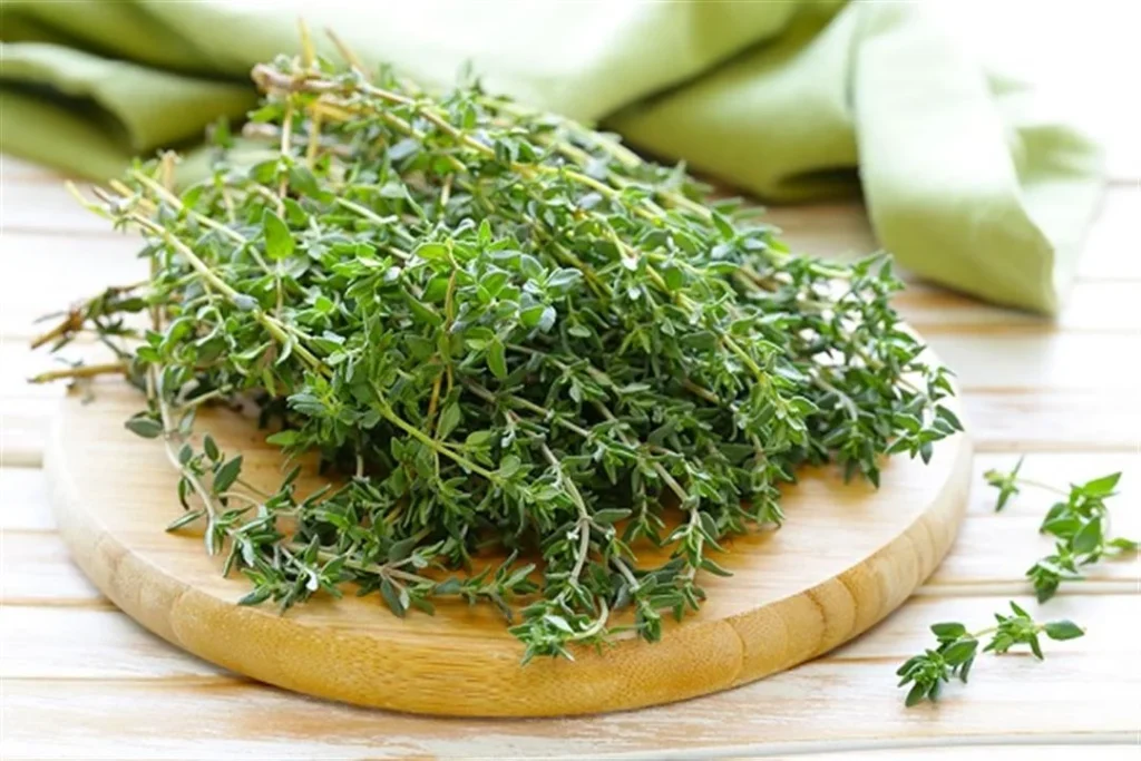 أهمية الزعتر تتجاوز طعمه المميز