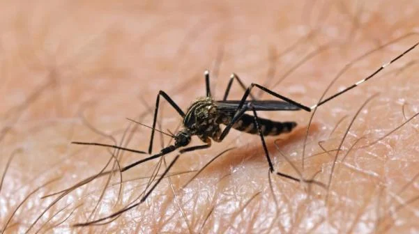 تسجيل ارتفاع ملحوظ في عدد حالات الإصابة بفيروس غرب النيل في الولايات المتحدة