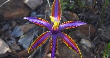 أندر خمس نباتات في العالم: زهرة تفوح برائحة الشوكولاتة وأغلى أنواع الأوركيد