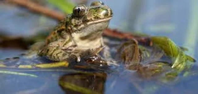 الضفادع: التنفس عبر الجلد وامتصاص الماء