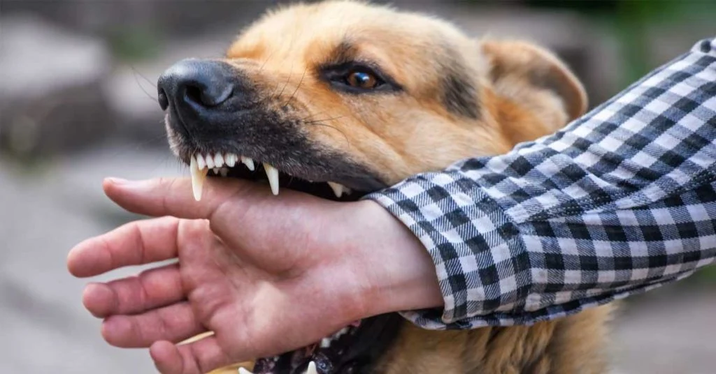 مع تزايد الإصابات: تفاصيل بروتوكول التطعيم الجديد ضد السعار