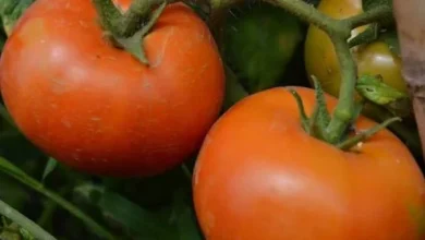 afkarjadida.com 20250926519434