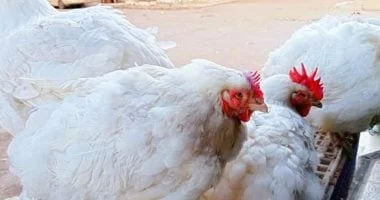 سعر الدواجن بالأسواق اليوم الأحد 28-9-2025 في المنوفية.. الفراخ البيضاء بـ73 جنيهاً