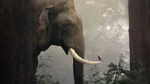 مصور يوثق لحظة نادرة بين فيل وطائر المينا في غابة هندية ضبابية