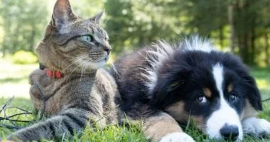 زوجان حديثا العهد يطلبان الطلاق بسبب عدم توافق حيواناتهما الأليفة