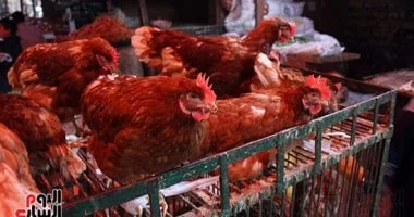 سعر الفراخ البيضاء في أسواق المنوفية اليوم 72 جنيها