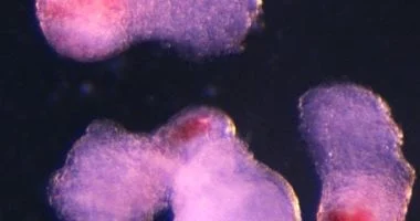 ابتكار يعزز زرع النخاع وتوليد خلايا الدم من أجنة اصطناعية