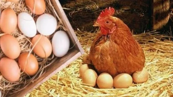 بيض بني أم أبيض: الفرق وأيهما أفضل صحياً لك؟ 