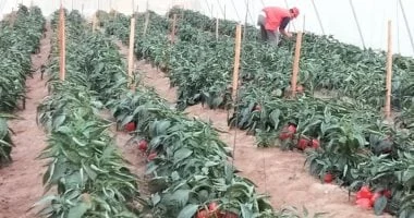 تمويل زراعى الصغير يتوسع: 619 ألف عميل يستفيدون 14.4 مليار جنيه 