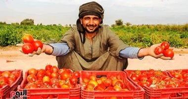 الطماطم بـ8 جنيهات.. أسعار الخضروات في بورسعيد