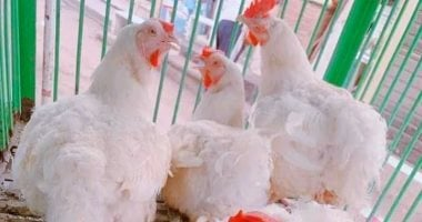 انخفاض سعر الفراخ وأسعار الدواجن والبيض في الأقصر 24-10-2025