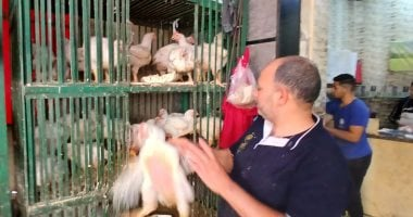 أسعار الدواجن في الإسكندرية اليوم