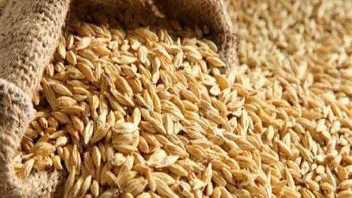 كم سعر طن الأرز الشعير للحبة العريضة والرفيعة اليوم 25 أكتوبر 2025