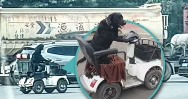 كلب يقود سكوتر كهربائي بالصين بعد شهر من تدريبه ويتدخل شرطي