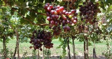 صادرات مصر من العنب تسجل 346 مليون دولار خلال 7 أشهر من 2025