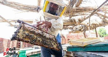 حصاد الذهب السائل من مناحل عسل العياط