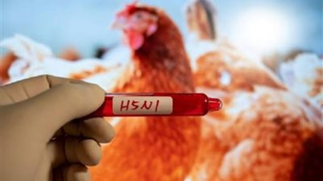 إعدام 400 ألف طائر إثر تفشّي إنفلونزا قاتلة