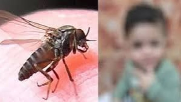 لدغة قاتلة لذبابة الرمل السوداء تودي بحياة طفل أردني