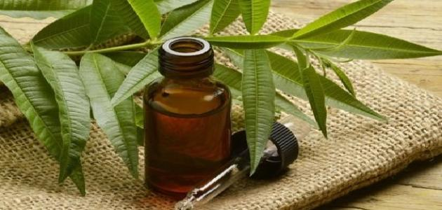 فوائد زيت شجرة الشاي: يعالج 5 مشاكل صحية
