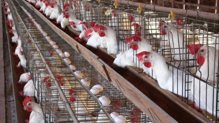 بورصة الدواجن اليوم: أسعار الفراخ البيضاء والبيض الأربعاء 29-10-2025