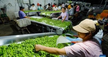 الصين تعود لشراء فول الصويا الأميركي للمرة الأولى في الموسم