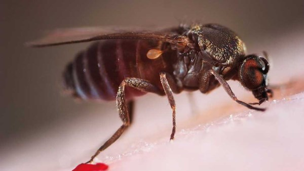 وفاة طفل أردني بسبب ذبابة الرمل السوداء | وقصة صينيين يظنهما توأم