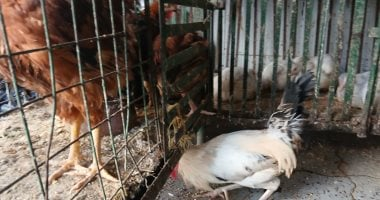 أسعار الفراخ البلدى في الإسكندرية اليوم الأربعاء