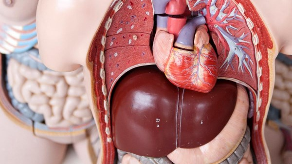 أفضل الأطعمة لصحة الكبد وتنقيته من السموم