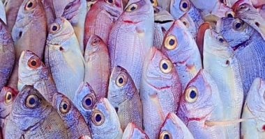 المرجان بـ180 جنيها.. أسعار الأسماك في مطروح الخميس 30-10-2025