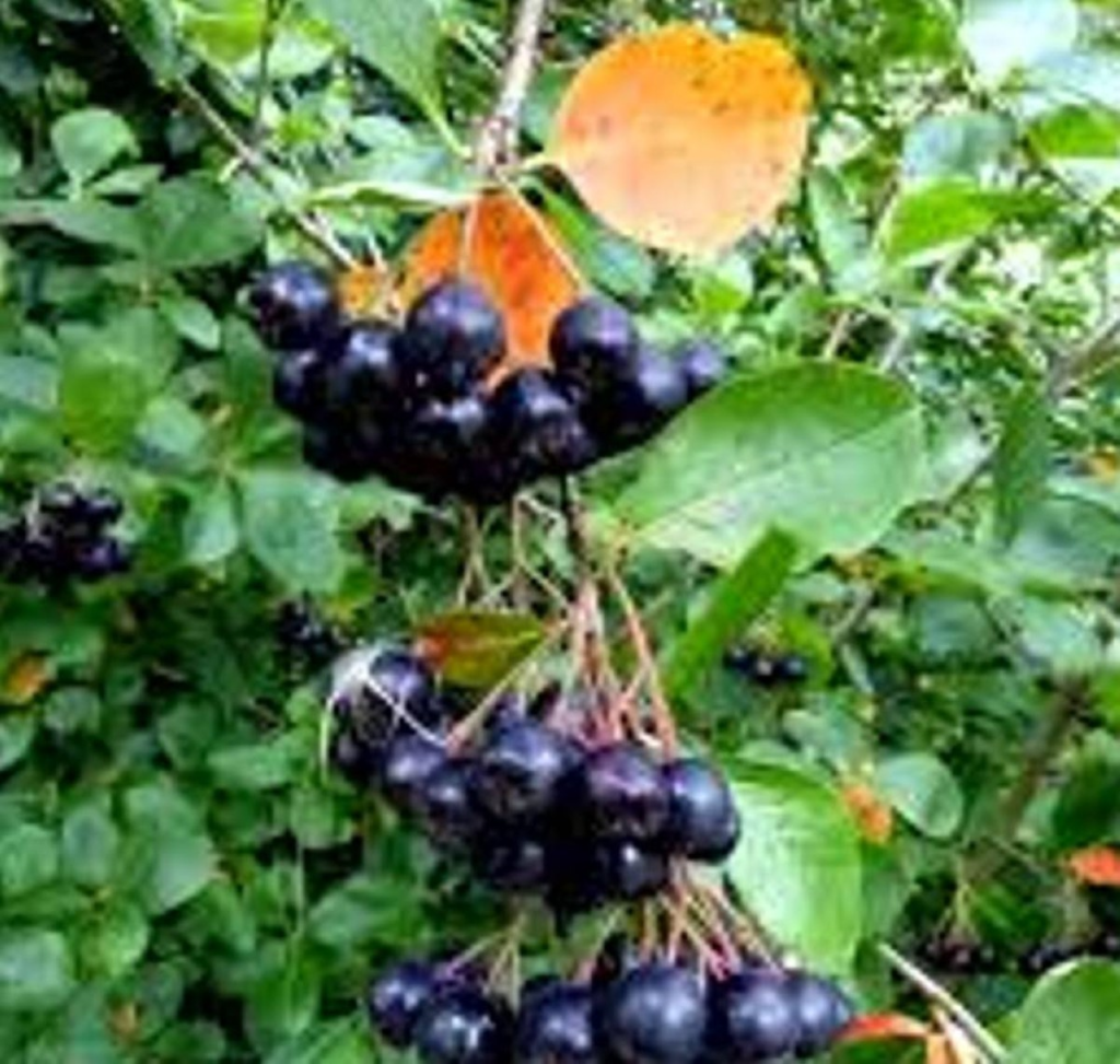 فاكهة خارقة تقوّي الأمعاء وتوازن الضغط والسكر