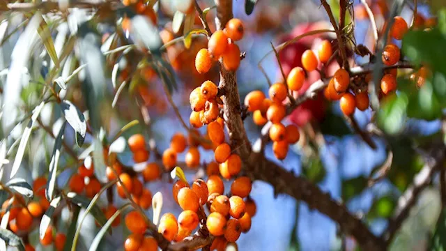 ثمرة أبو فايس تقاوم 3 أمراض خطيرة وتكافح التجاعيد