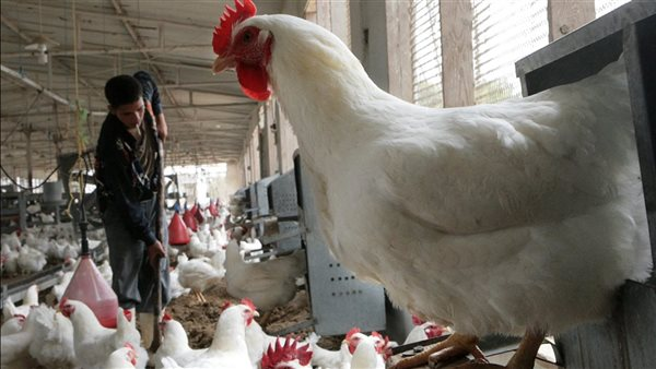 تقلبات الطقس تثير القلق في مزارع الدواجن وتحذير من موجة أمراض جديدة