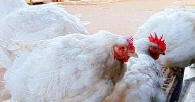 الفراخ 72 جنيها فى كفر الشيخ.. أسعار الدواجن الجمعة 7 نوفمبر 2025
