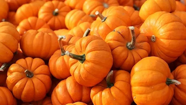 5 فوائد القرع لصحة الجسم