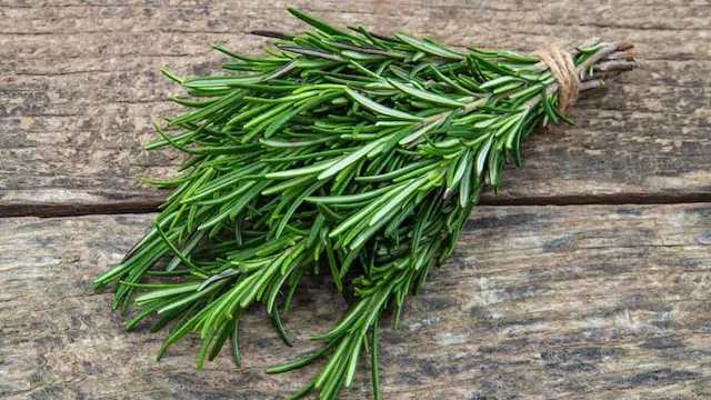 مركب في إكليل الجبل يقوي بصيلات الشعر ويسرع التئام الجروح