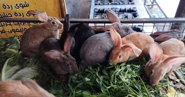 أسعار البط والأرانب والطيور البلدى بأسواق الإسكندرية
