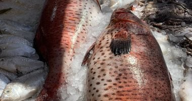 الكيلو يصل إلى 450 جنيها.. الناجل ملكة أسماك البحر الأحمر