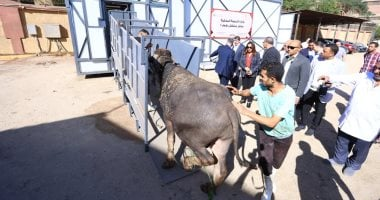 افتتاح مجزر متنقل محلي الصنع لأول مرة في مصر