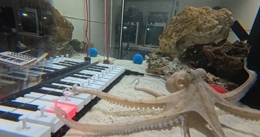 عازف سويدي يعلم أخطبوطًا العزف على البيانو