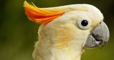 5 أنواع ببغاوات يمكنك مصاحبتها وتعليمها الكلام