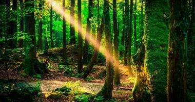 الغابة المخيفة في اليابان تسكنها الأشباح منذ سنوات