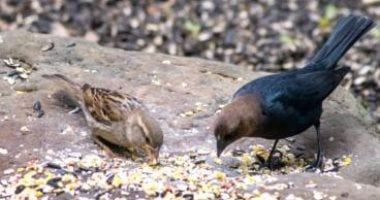 دراسة: الطيور البرية أحد أسباب تفشي الإنفلونزا في أمريكا الشمالية