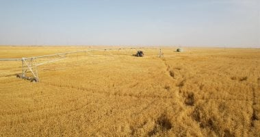 جهاز مستقبل مصر يقود القمح نحو الاكتفاء الذاتي عبر توسيع الزراعة