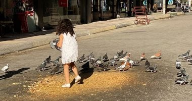 طفلة توزع الطعام على حمام الشارع في لقطة تعبر عن الرحمة