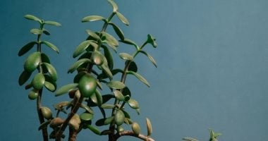 7 نباتات تمتص التوتر والطاقة السلبية في بيتك جوًا هادئًا