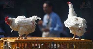 أسعار الدواجن: المزارع والبلدى فى محافظة الغربية اليوم الثلاثاء