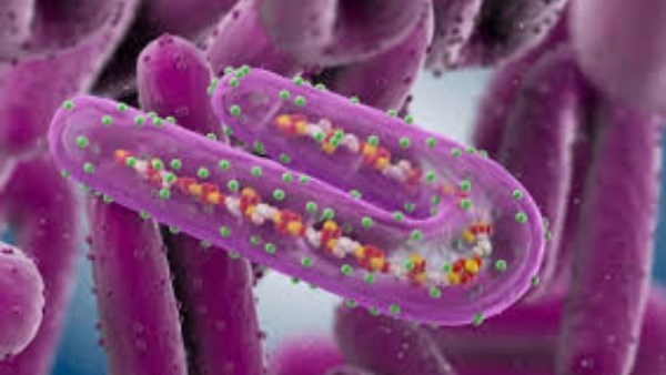 ماربورج: انتقال العدوى عبر خفافيش الفاكهة ومخاطرها مقارنة بإيبولا